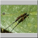 Ephialtes cf manifestator - Schlupfwespe 02a 16mm-fdet03.jpg